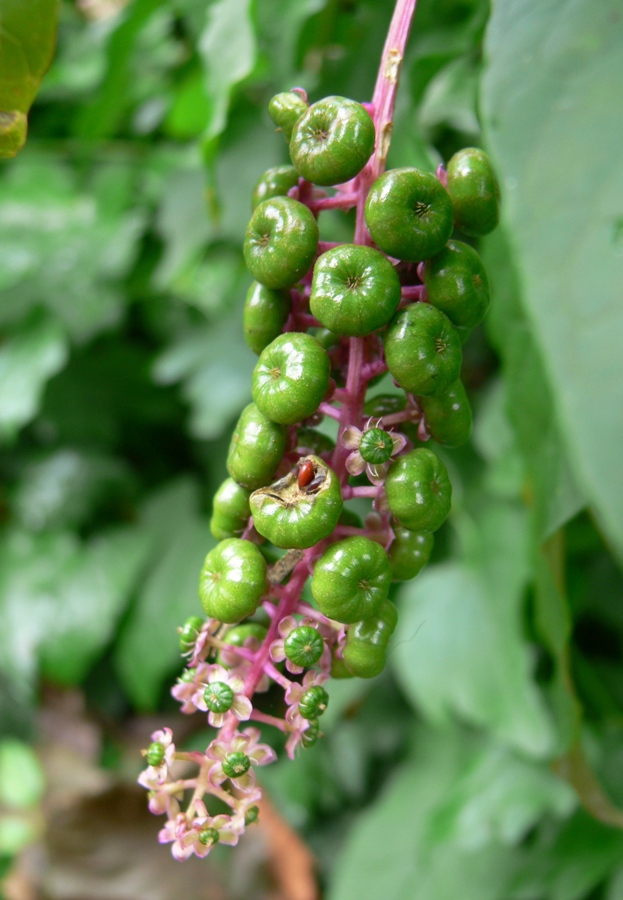 Image of Phytolacca americana specimen.