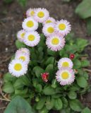 Bellis perennis. Соцветия. Томская обл., г. Томск, Академгородок, в культуре. 29.05.2022.