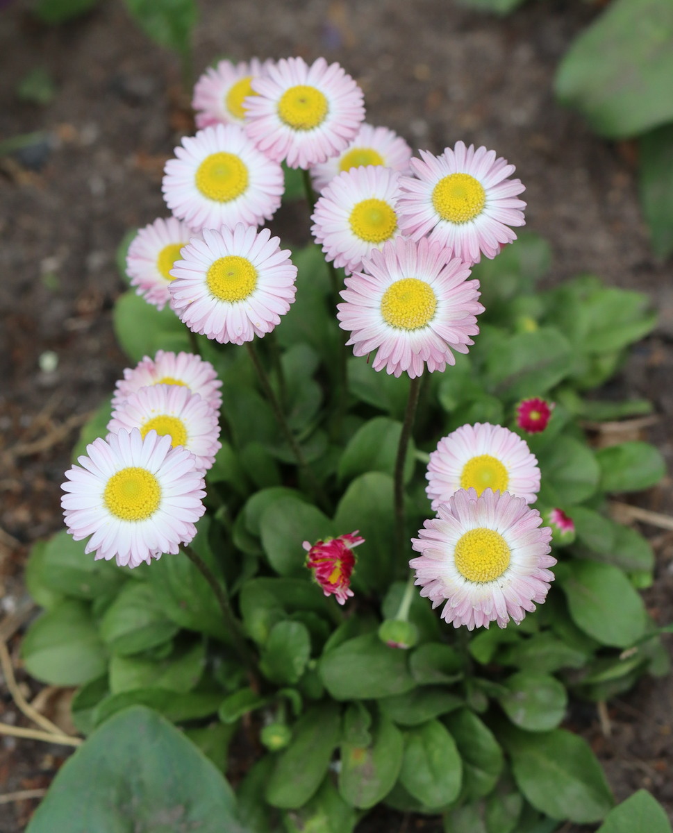 Изображение особи Bellis perennis.