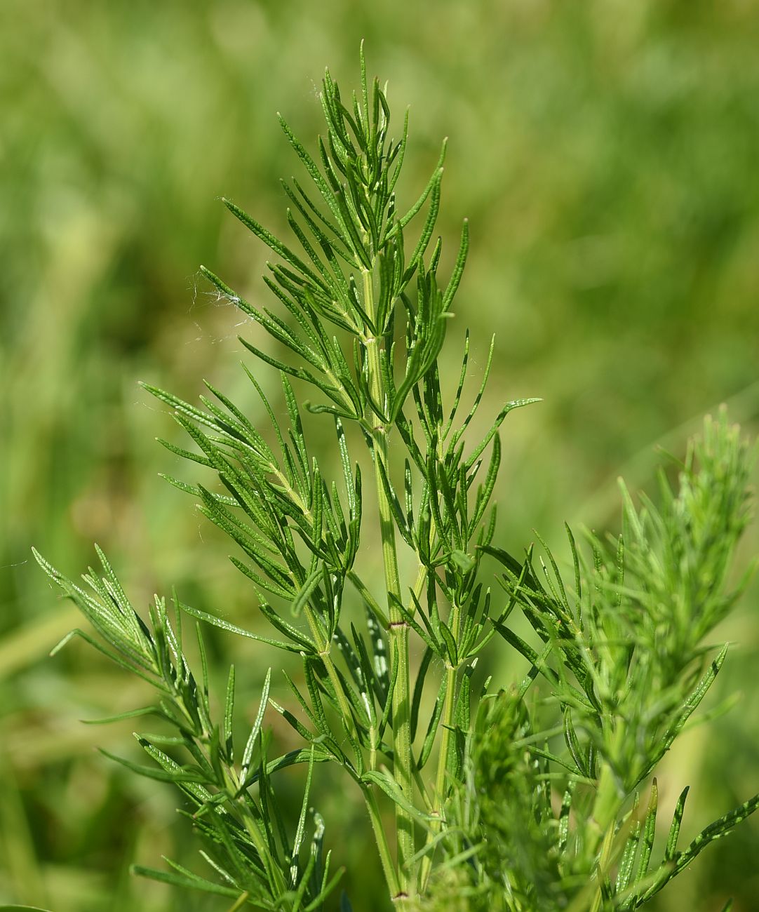 Image of Thalictrum lucidum specimen.