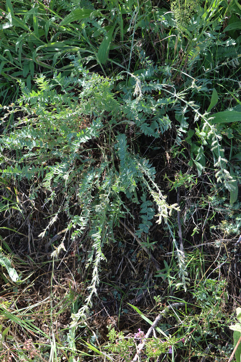 Изображение особи Oxytropis fedtschenkoi.