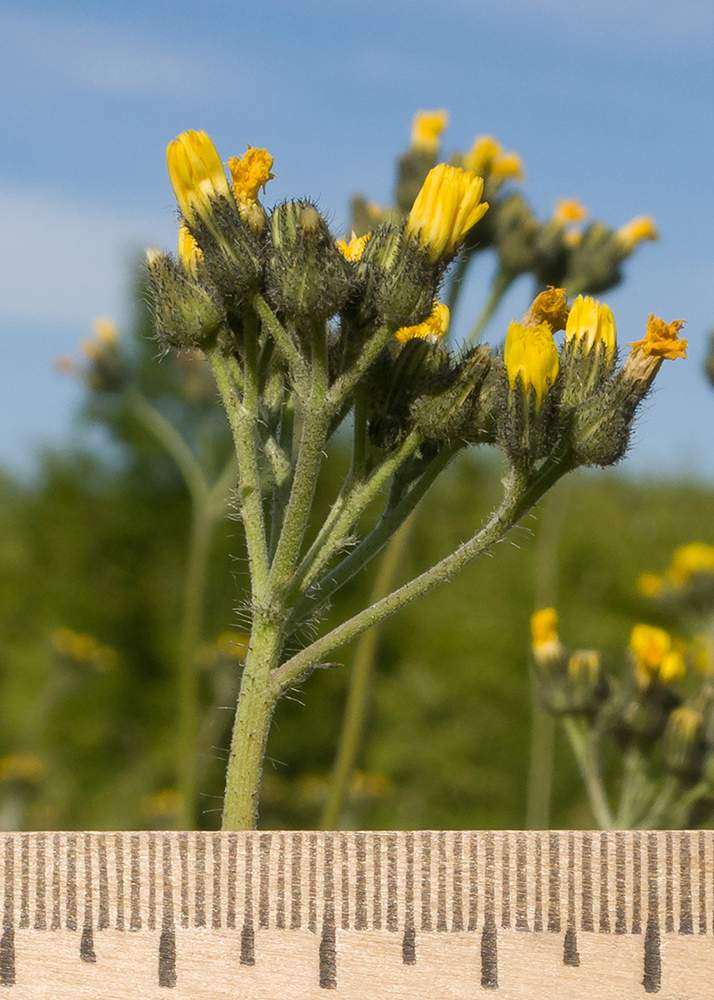 Image of Pilosella &times; auriculoides specimen.