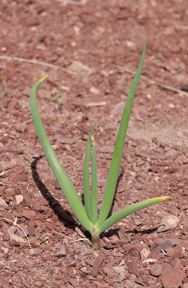 Image of Allium altaicum specimen.