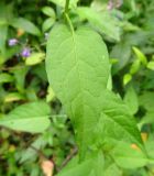 Solanum dulcamara