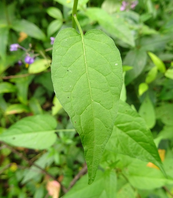 Изображение особи Solanum dulcamara.