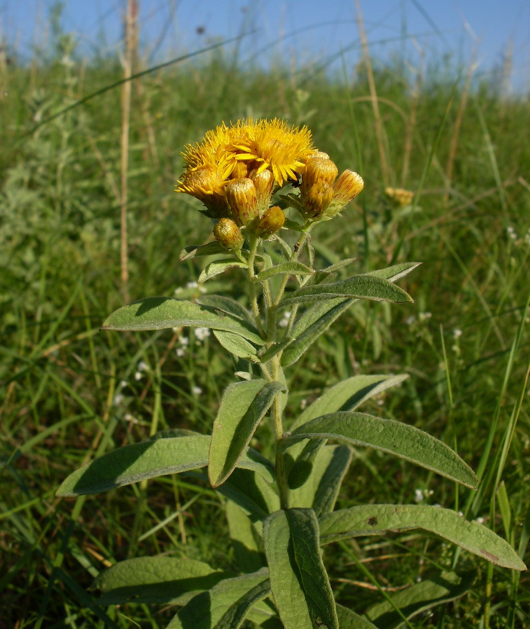 Image of Inula germanica specimen.