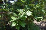 genus Quercus. Листья. Крым, окр. с. Запрудное, р-н оз. Бирюзовое. 14.07.2021.