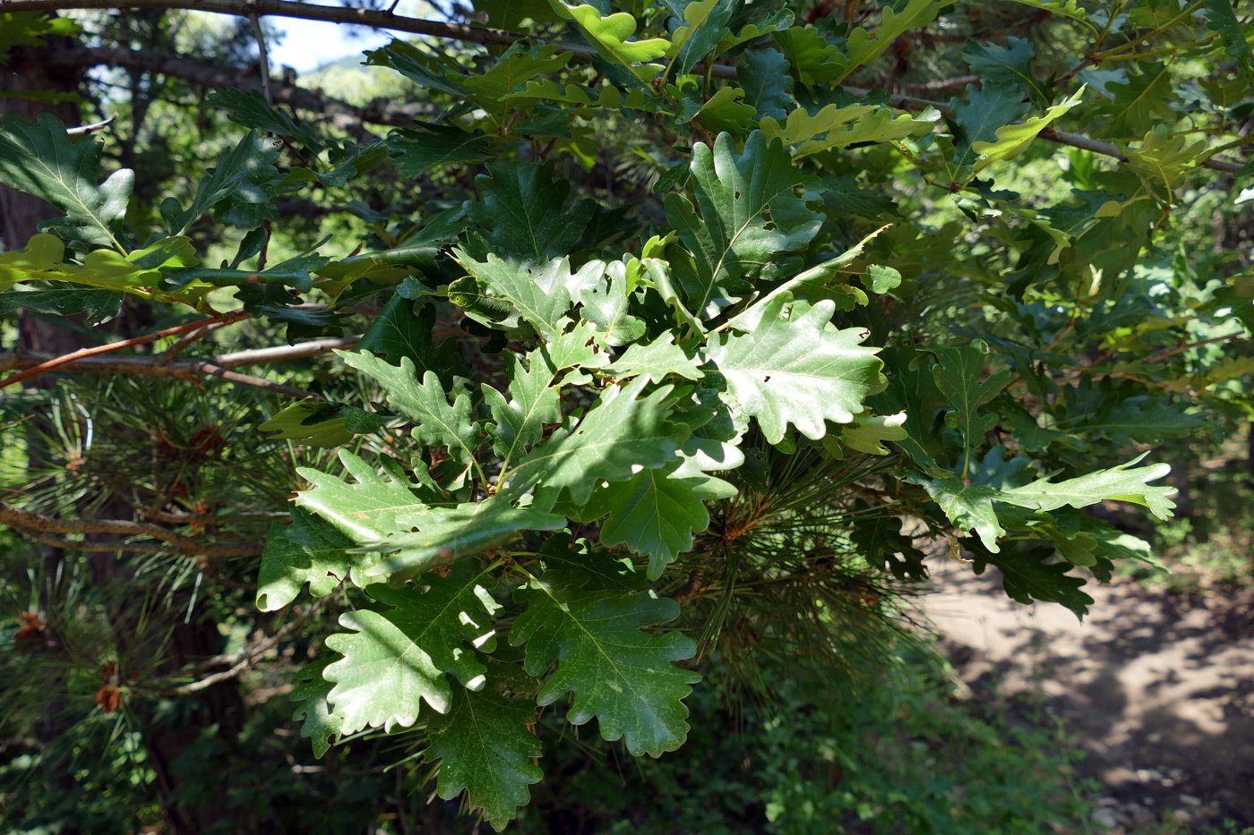 Image of genus Quercus specimen.