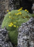 Draba bryoides