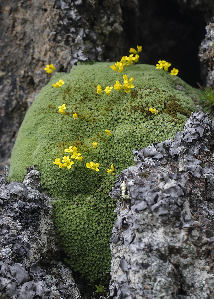 Image of Draba bryoides specimen.