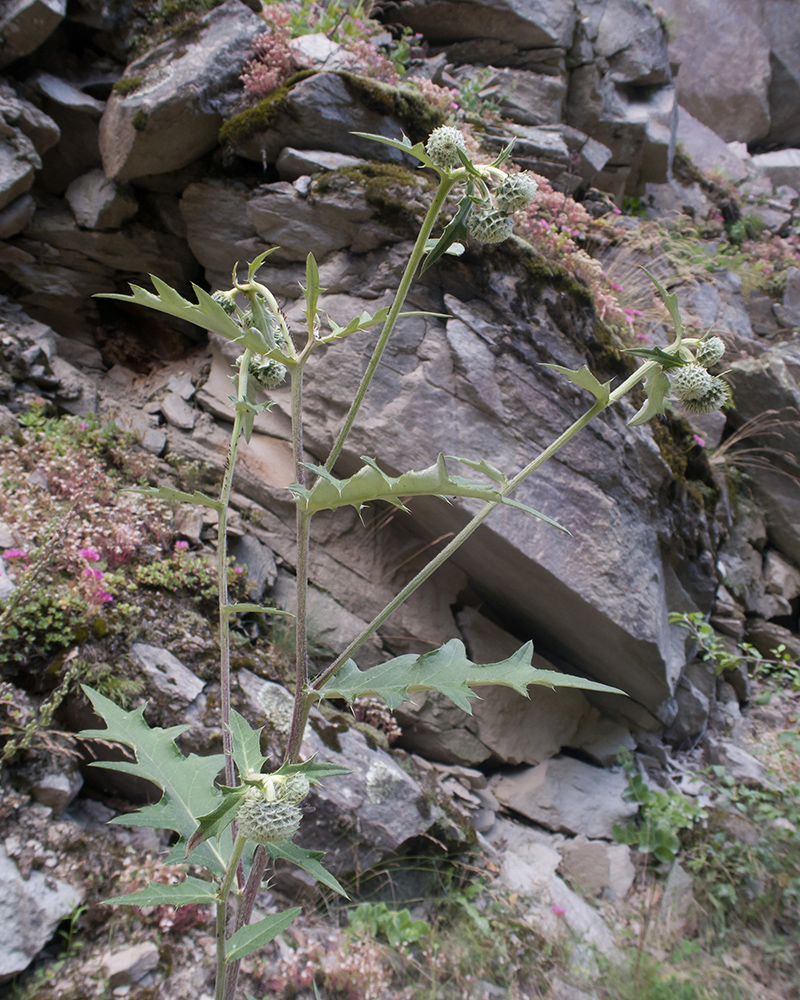 Изображение особи Cirsium buschianum.