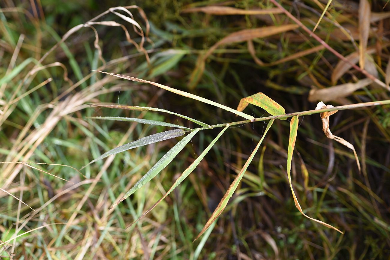 Изображение особи Phalaroides arundinacea.