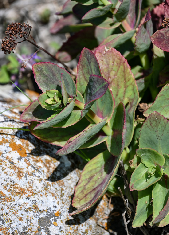 Image of Hylotelephium caucasicum specimen.