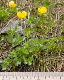 Ranunculus brachylobus