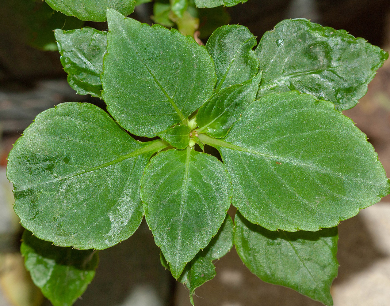 Изображение особи Impatiens walleriana.