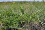 Cerasus fruticosa. Растения с незрелыми плодами. Алтайский край, Романовский р-н, окр. с. Гуселетово, степь. 26.06.2021.
