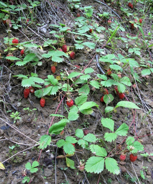 Image of Fragaria iinumae specimen.