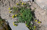 Potentilla gelida