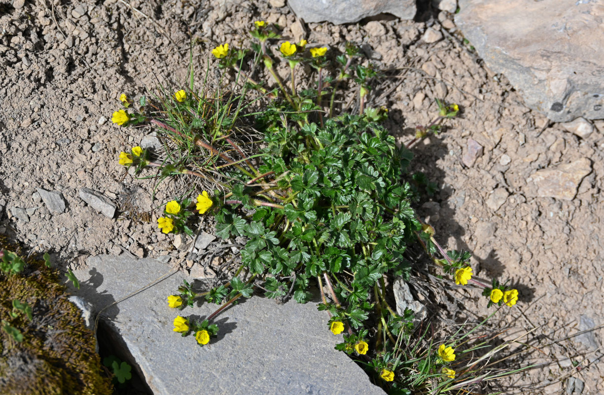 Image of Potentilla gelida specimen.