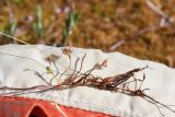 Drosera rotundifolia. Нижняя часть плодоносящего растения. Калужская обл., Спас-Деменский р-н, Большое Игнатовское болото, северо-западный сектор. 09.09.2022.