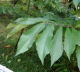 Asimina triloba