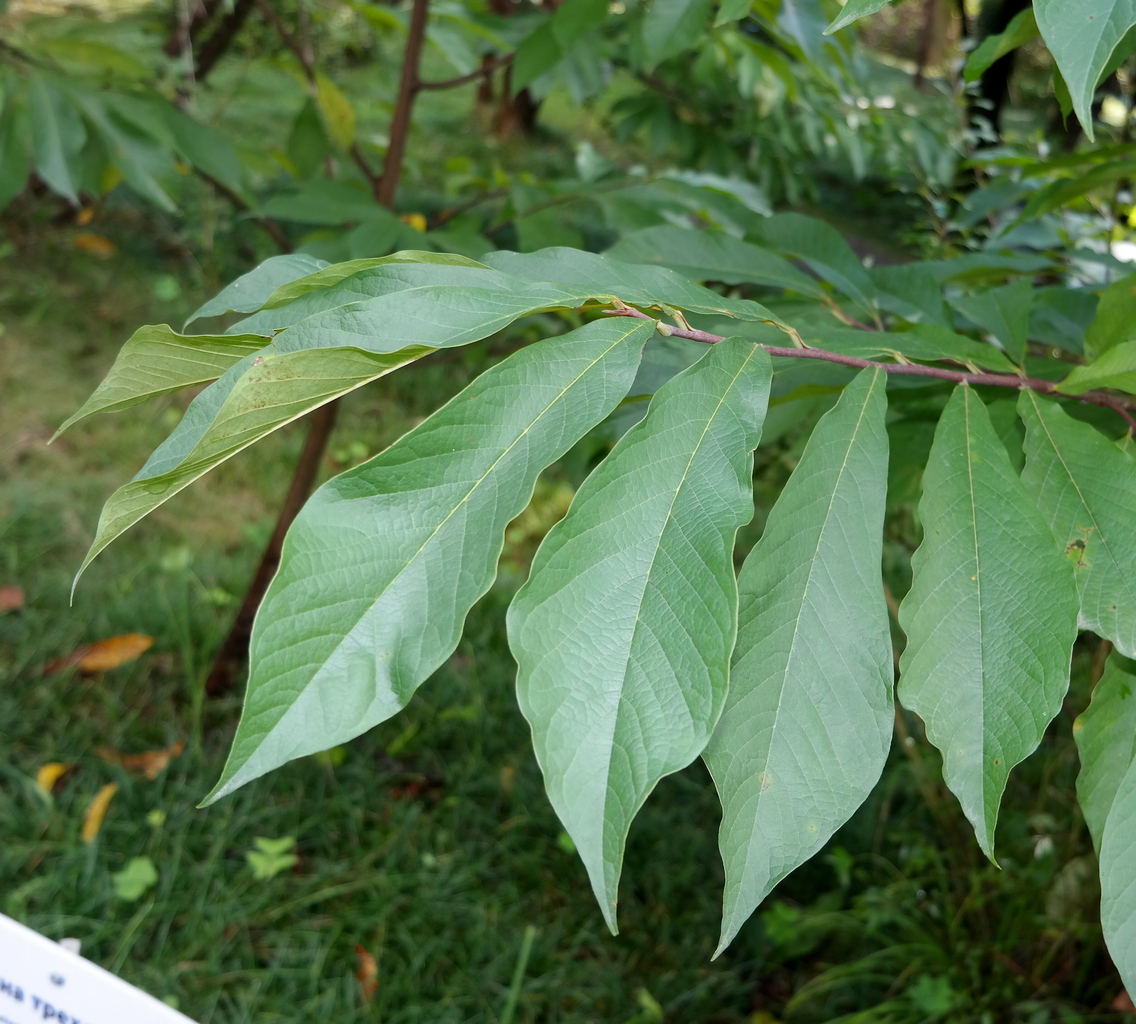 Image of Asimina triloba specimen.