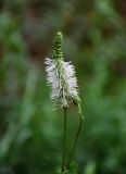 Sanguisorba stipulata