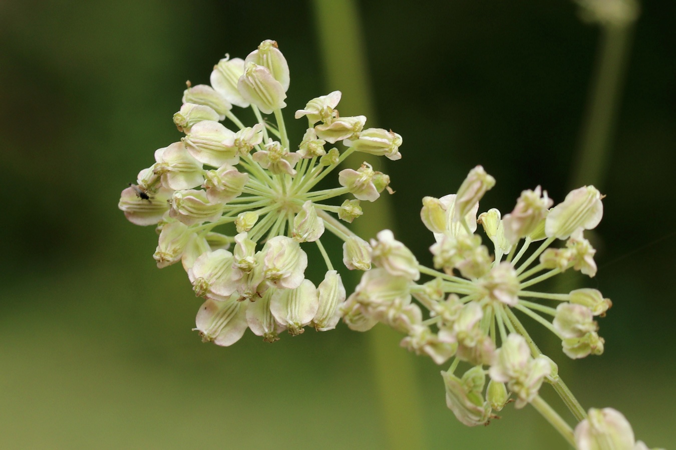 Image of Angelica sylvestris specimen.