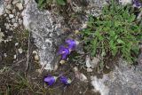 Campanula bellidifolia. Цветущее растение. Ингушетия, Джейрахский р-н, перевал Цей-Лоам, ≈ 2200 м н.у.м., на выходе скалы. 23 июня 2022 г.