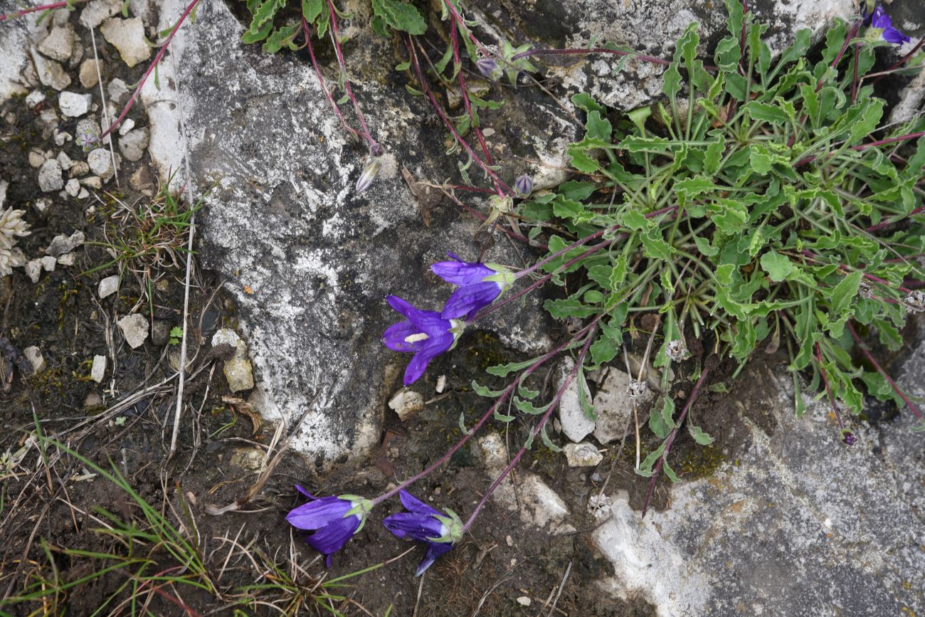 Изображение особи Campanula bellidifolia.