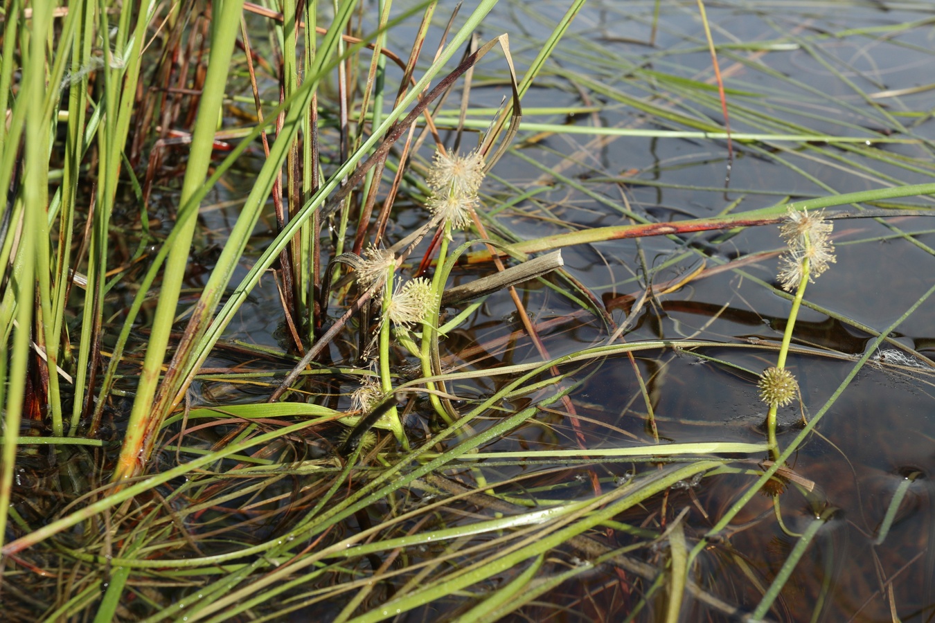 Image of Sparganium angustifolium specimen.