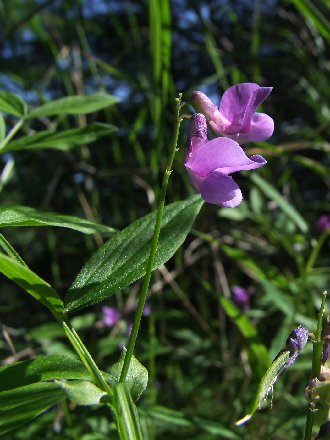 Изображение особи Lathyrus komarovii.