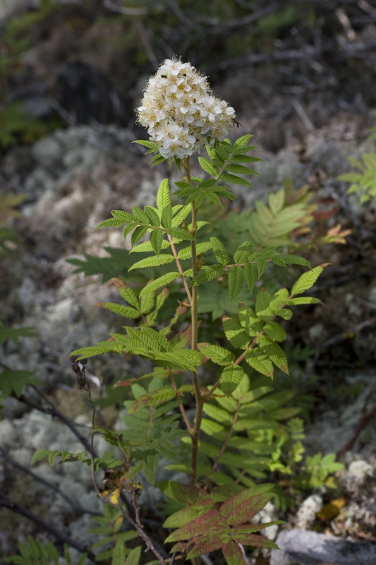 Image of Sorbaria rhoifolia specimen.