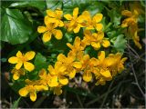 Caltha palustris. Цветки. Московская обл., Раменский р-н, окр. дер. Хрипань, мелиорационная канава в смешанном лесу. 09.05.2015.