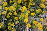 genus Medicago. Верхушки побегов с соцветиями. Северная Осетия, Пригородный р-н, окр. с. Даргавс, ≈ 1400 м н.у.м., луговой склон. 23.07.2022.