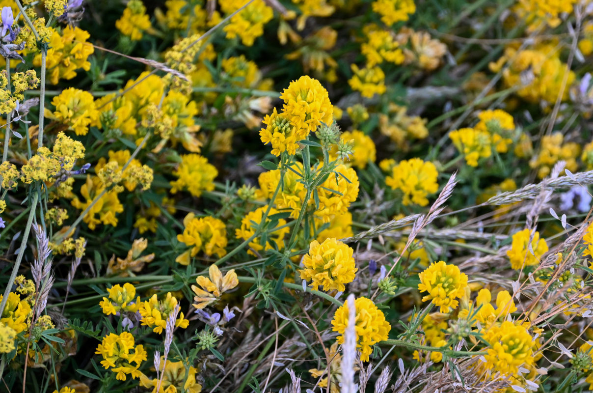 Изображение особи род Medicago.