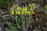 Onosma microcarpa