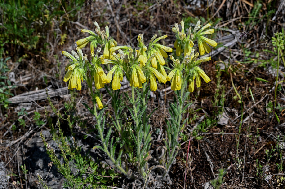 Image of Onosma microcarpa specimen.