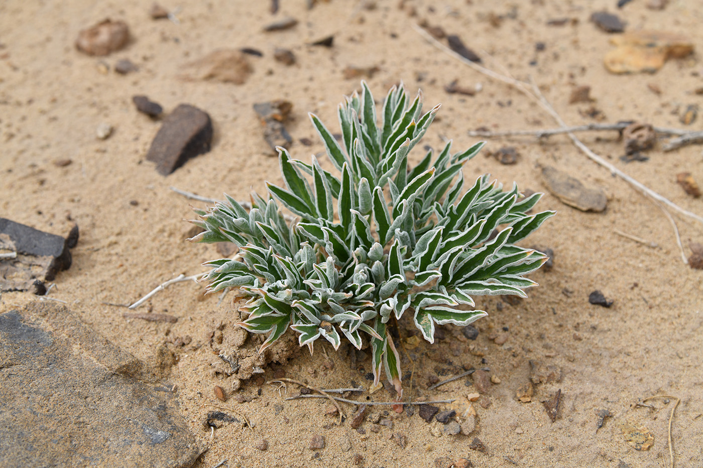 Изображение особи Ferula foetida.