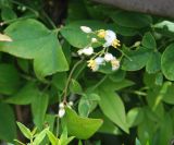 Nandina domestica. Верхушка побега с соцветием. Италия, Флоренция. 15.06.2010.