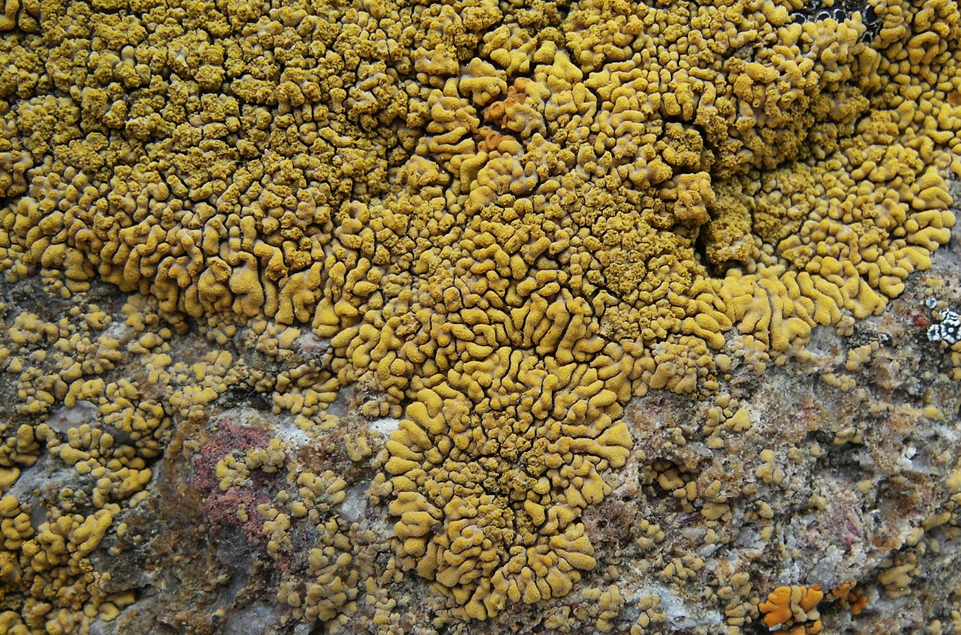 Изображение особи Caloplaca decipiens.