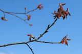 Quercus rubra