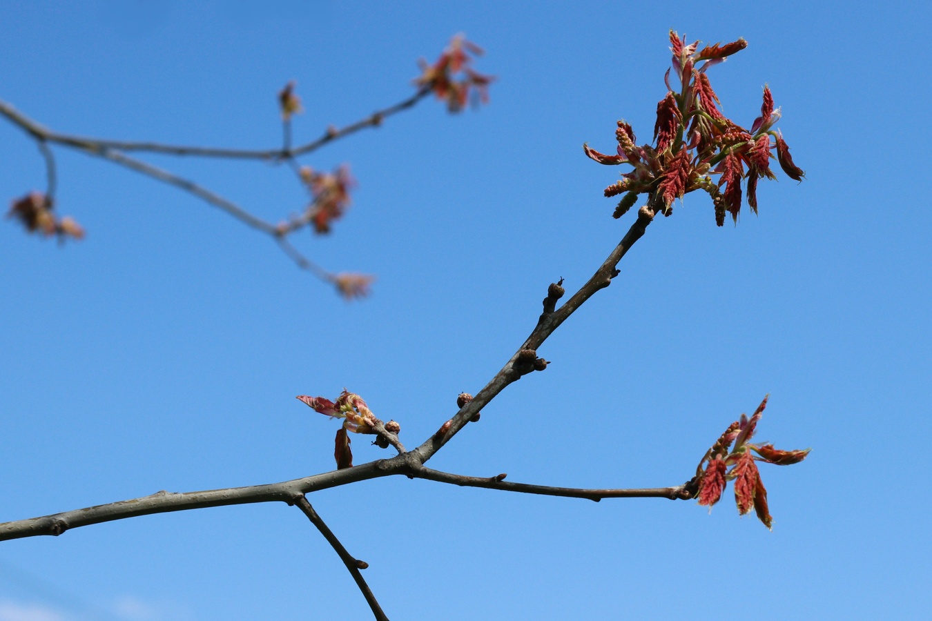 Изображение особи Quercus rubra.