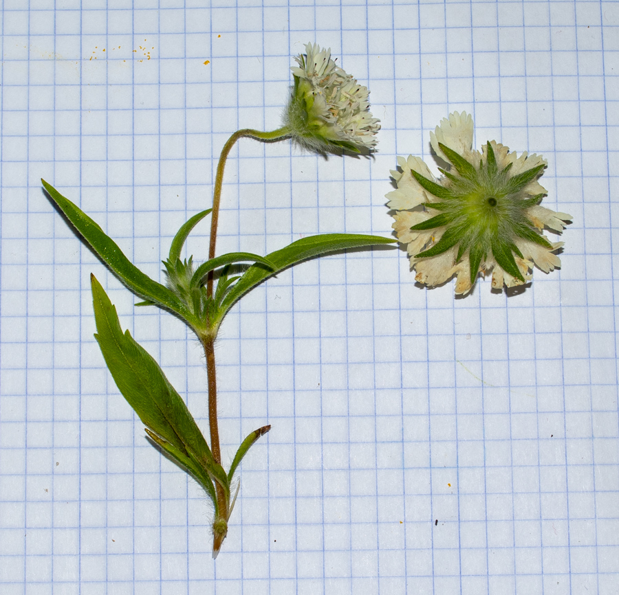 Image of Lomelosia palaestina specimen.