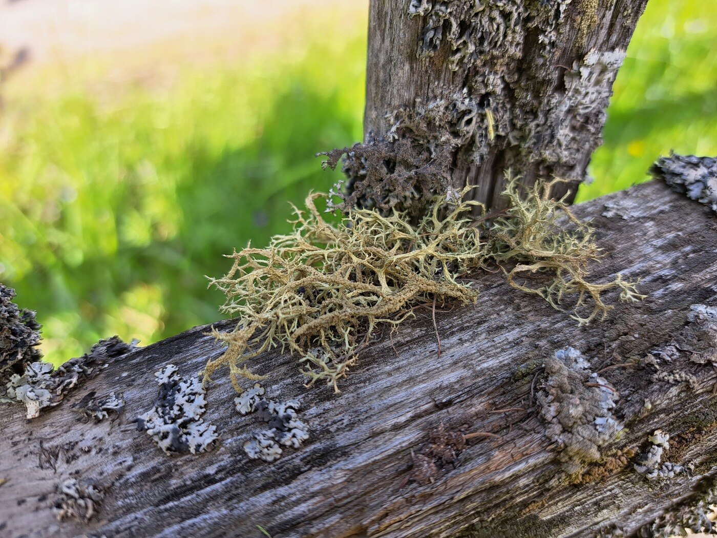 Изображение особи Evernia mesomorpha.