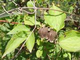 Clematis fusca