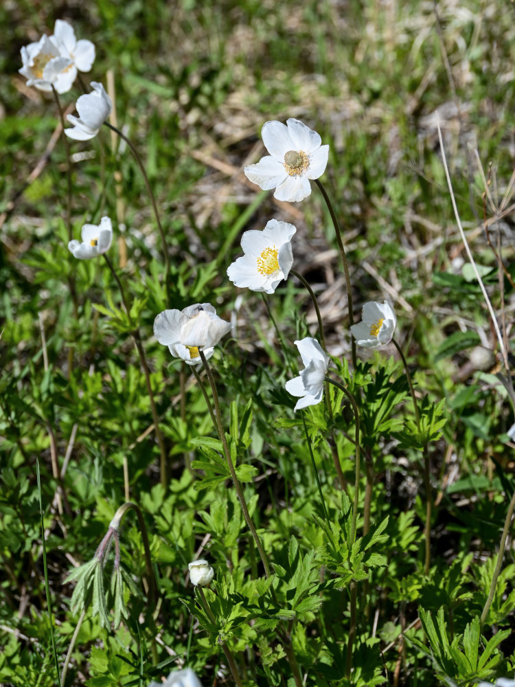 Image of Anemone sylvestris specimen.