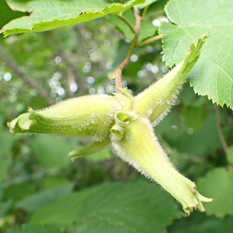 Image of Corylus mandshurica specimen.