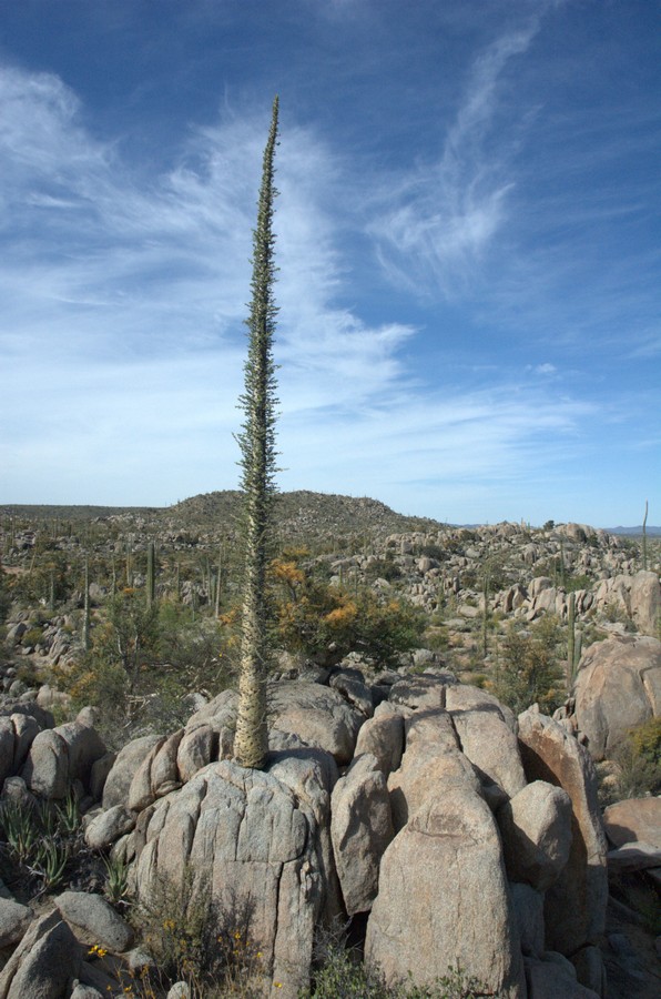 Изображение особи Fouquieria columnaris.