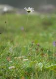 Tripleurospermum caucasicum. Цветущее растение. Карачаево-Черкесия, Урупский р-н, хр. Загедан, склон горы Загедан Скала, ≈ 2500 м н.у.м., альпийский луг. 10.08.2023.